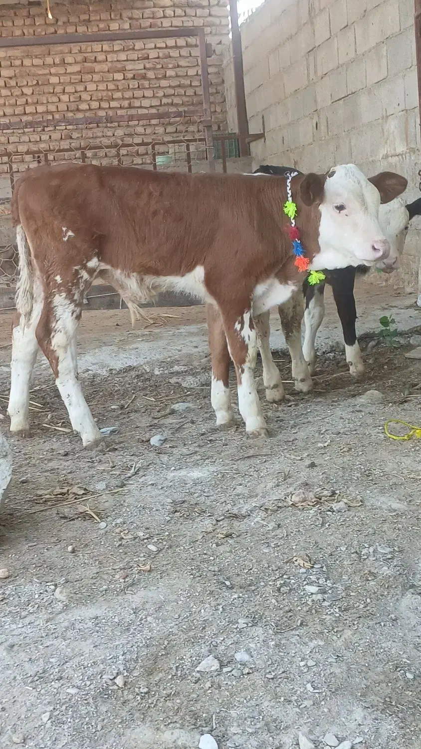 تهیه انواع گوساله های لوکس شیر خوار|حیوانات مزرعه|بندر ترکمن, |دیوار