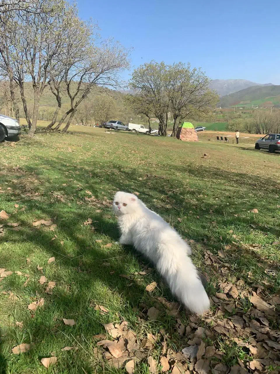 فروش به خاطر مهاجرت|گربه|سردشت, |دیوار