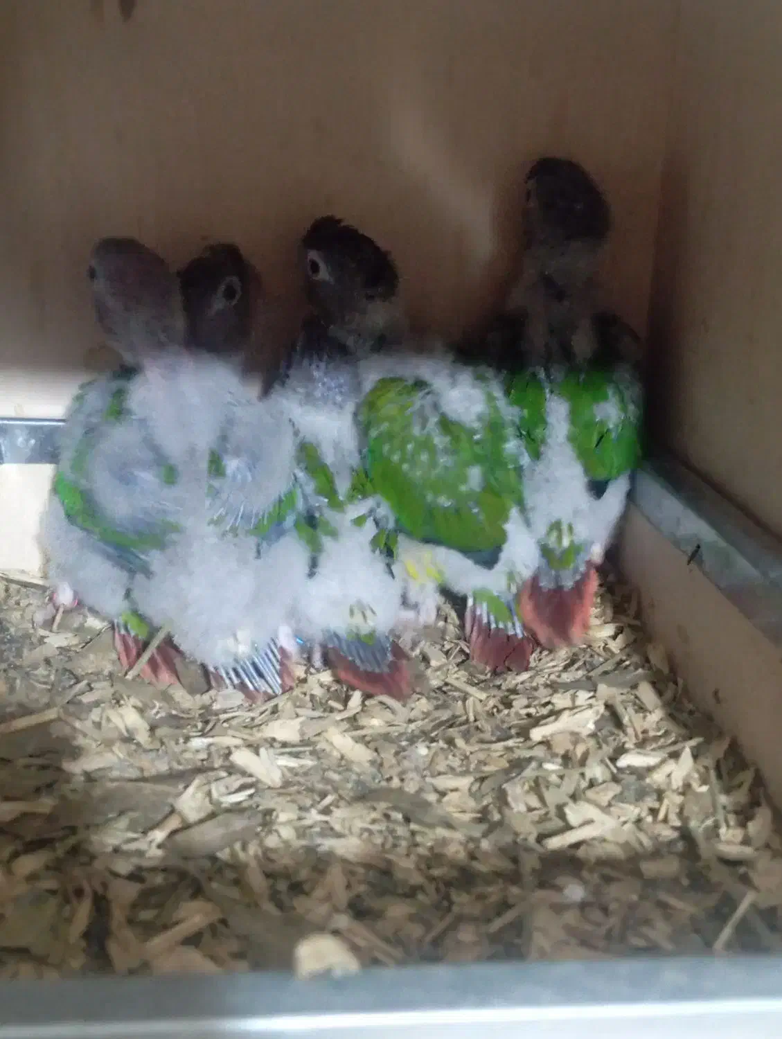 گرینچیک|پرنده|گنبد کاووس, |دیوار