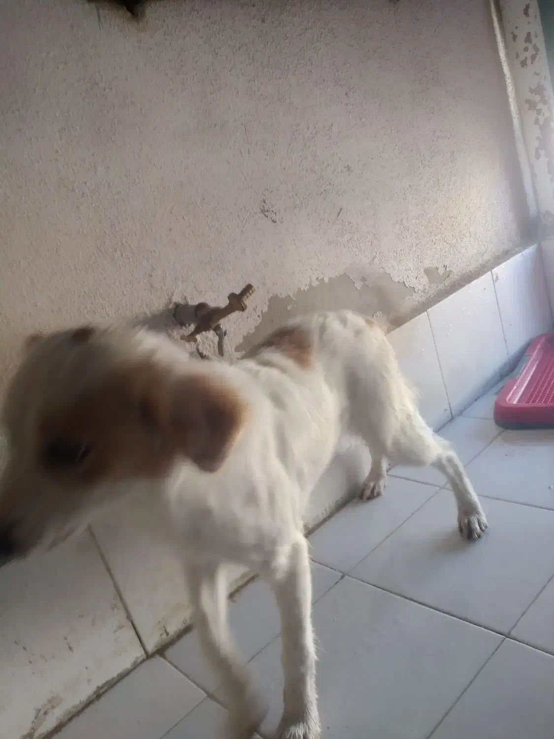 واگذاری سگ آپارتمانی|سگ|پرند, فاز ۶|دیوار