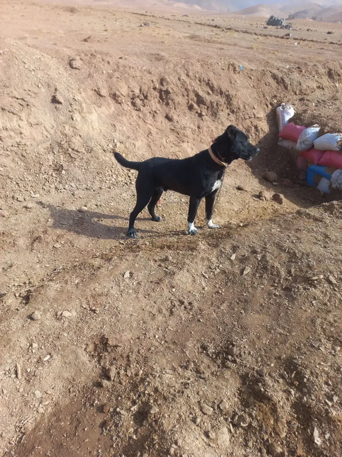 سگ افغان گله ای ضمانتی|سگ|مود, |دیوار