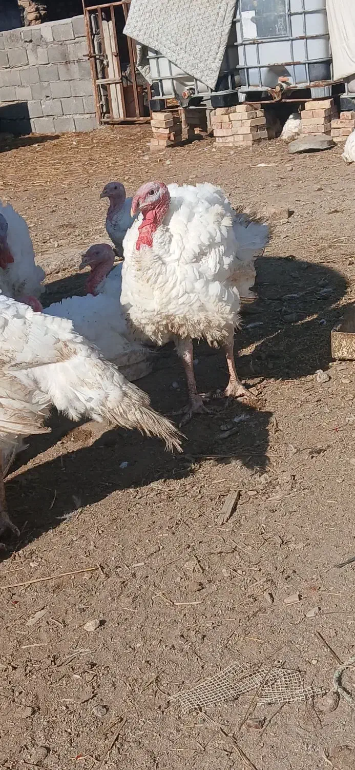 بوغلمون  بیوتی ۶ ک ۲۰۰|حیوانات مزرعه|گمیشان, |دیوار