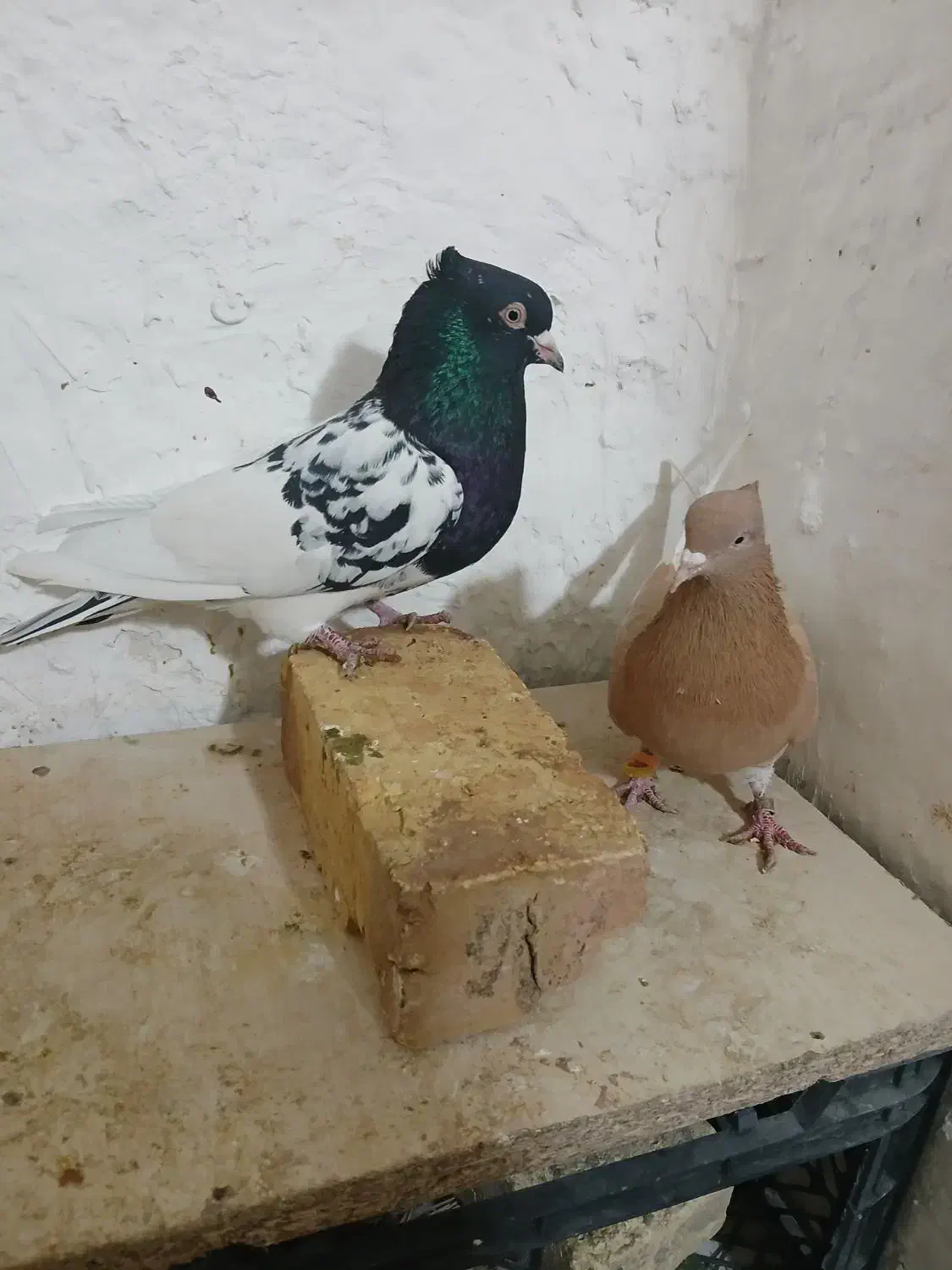 کله ای|پرنده|شاهینشهر, برخوار غرب|دیوار