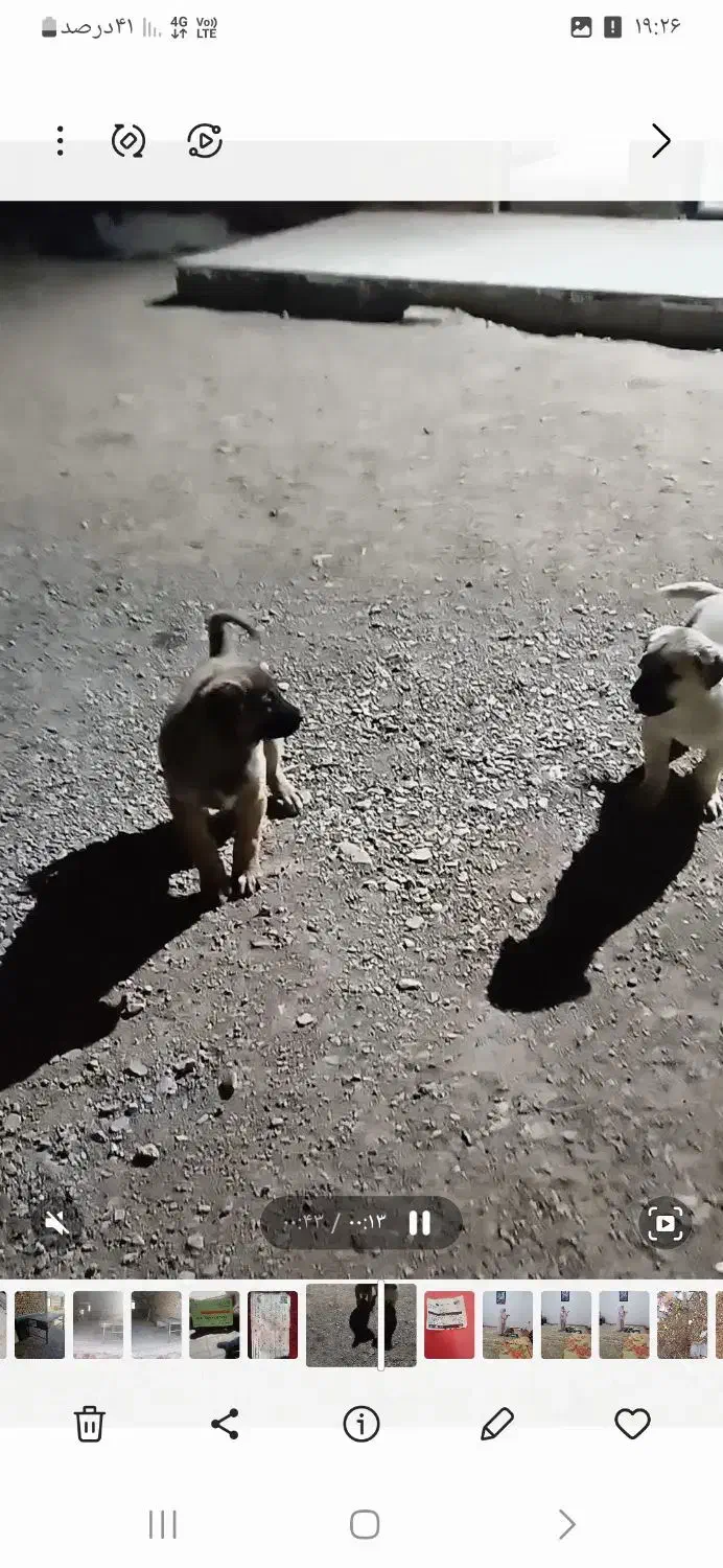 گمشده|حیوانات|قره چای, |دیوار