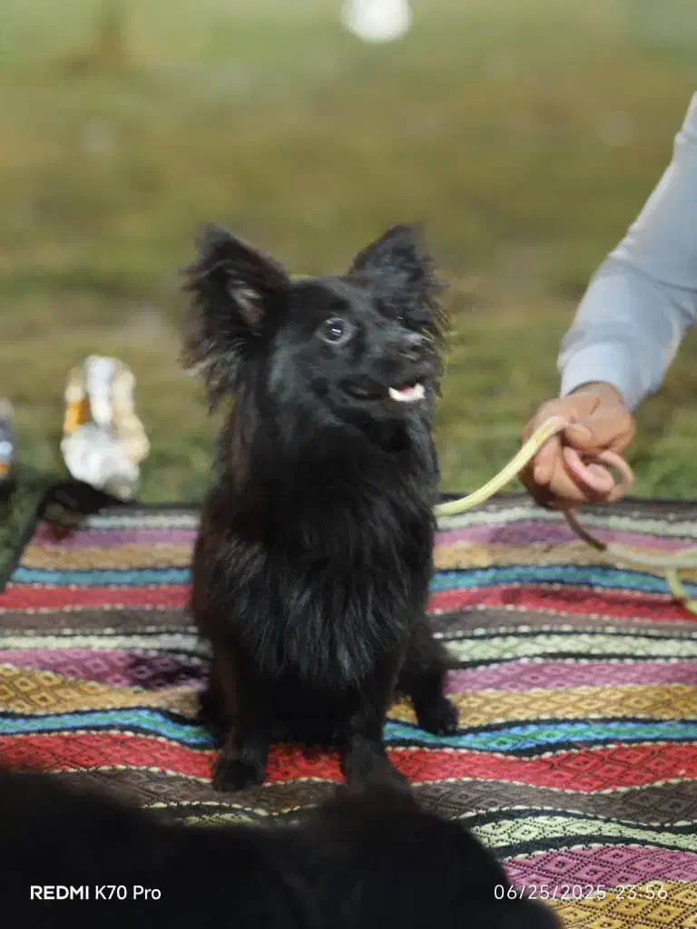 سگ پامر|سگ|آبپخش, |دیوار