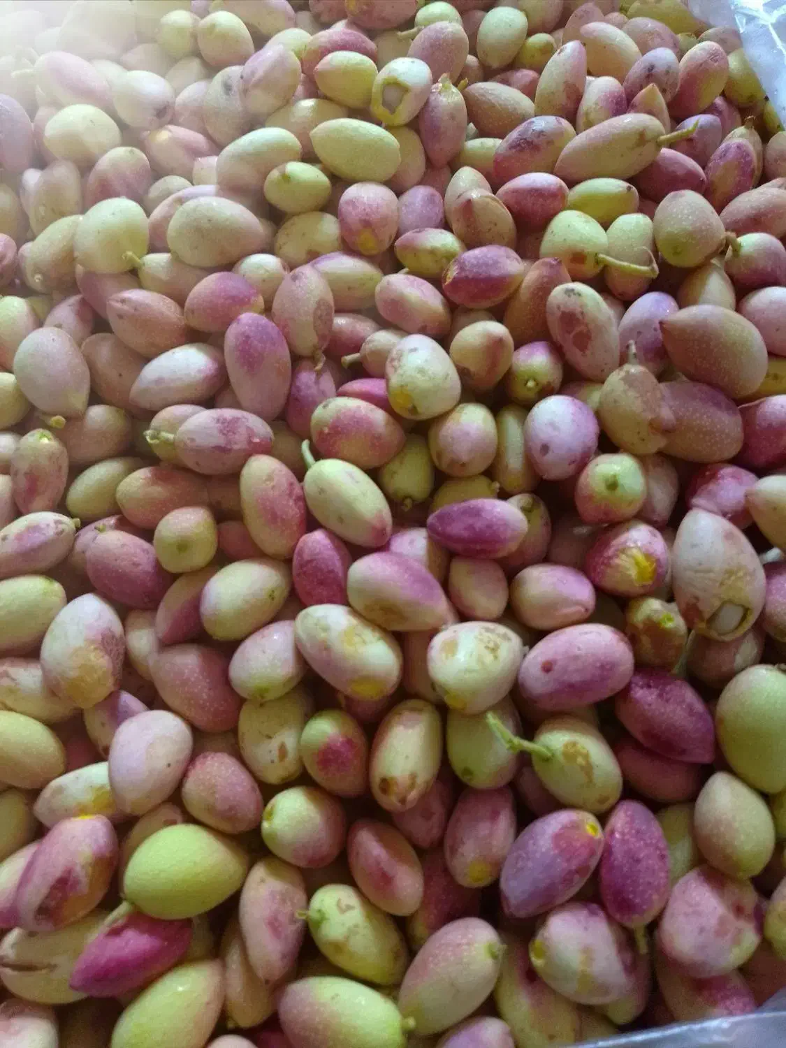 پسته کله قوچی|خوردنی و آشامیدنی|شیراز, شهرک سعدی|دیوار