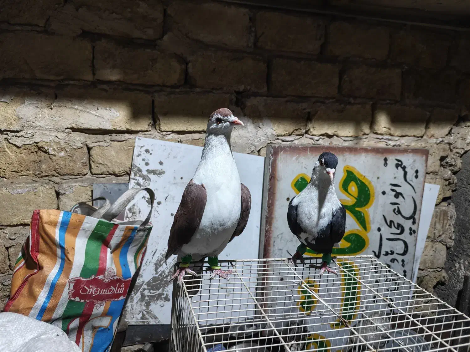 کرباتی دم سفید|پرنده|مشهد, هفده شهریور|دیوار