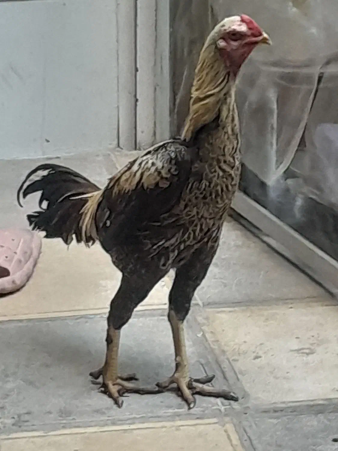 خروس لاری اصیل|حیوانات مزرعه|نسیم‌شهر, |دیوار