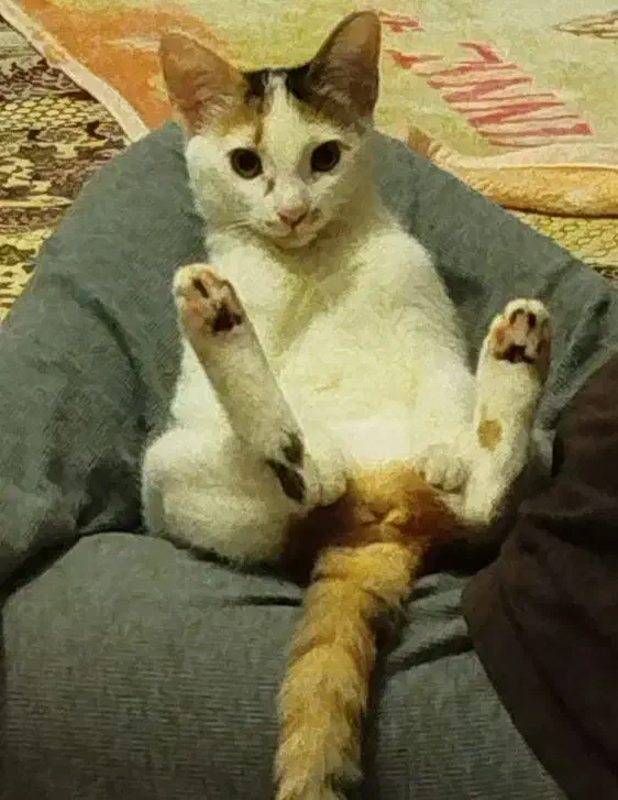 واگذاری گربه|گربه|بوکان, |دیوار