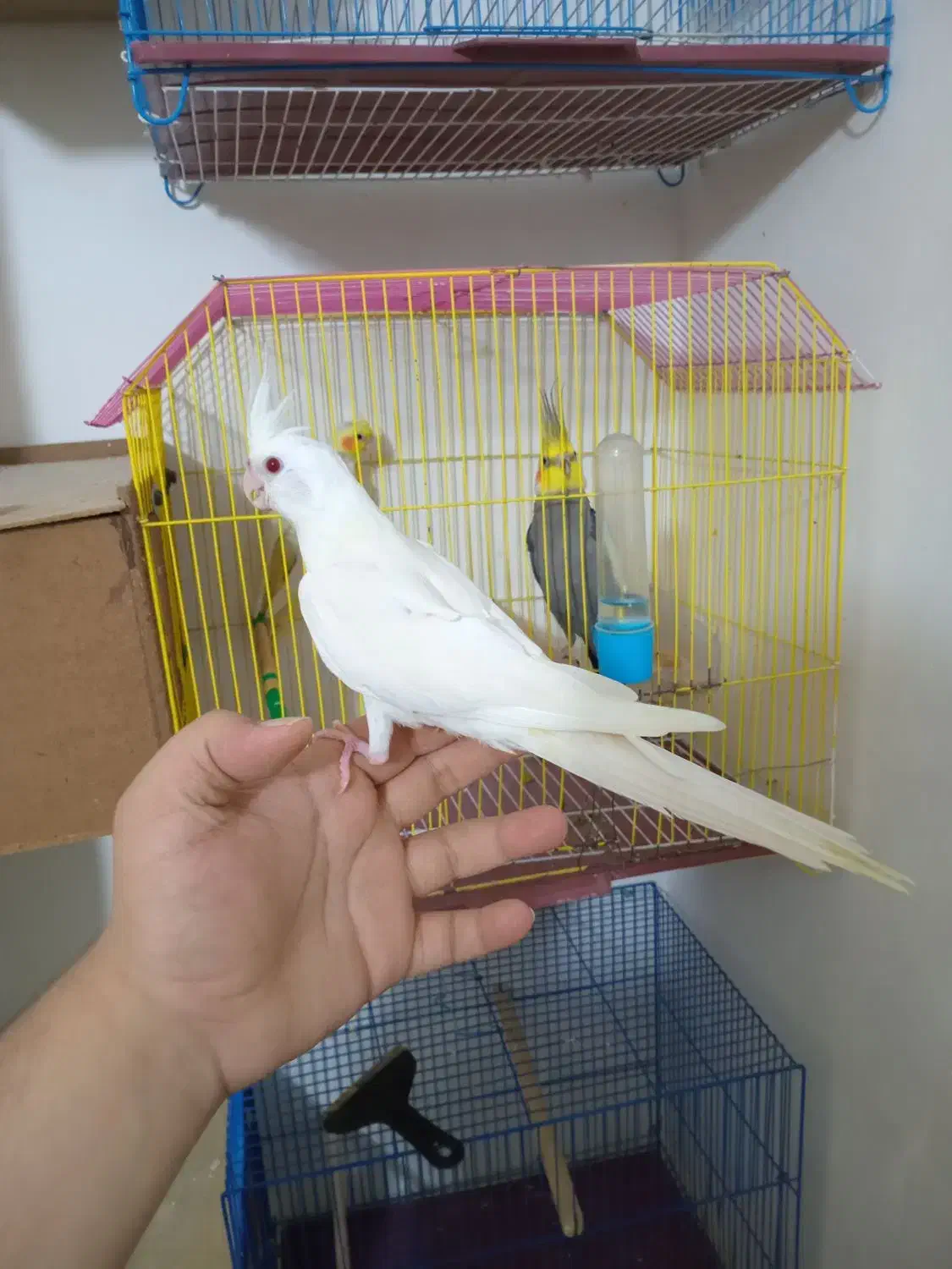 عروس هلندی دون خور فول دستی|پرنده|گنبد کاووس, |دیوار