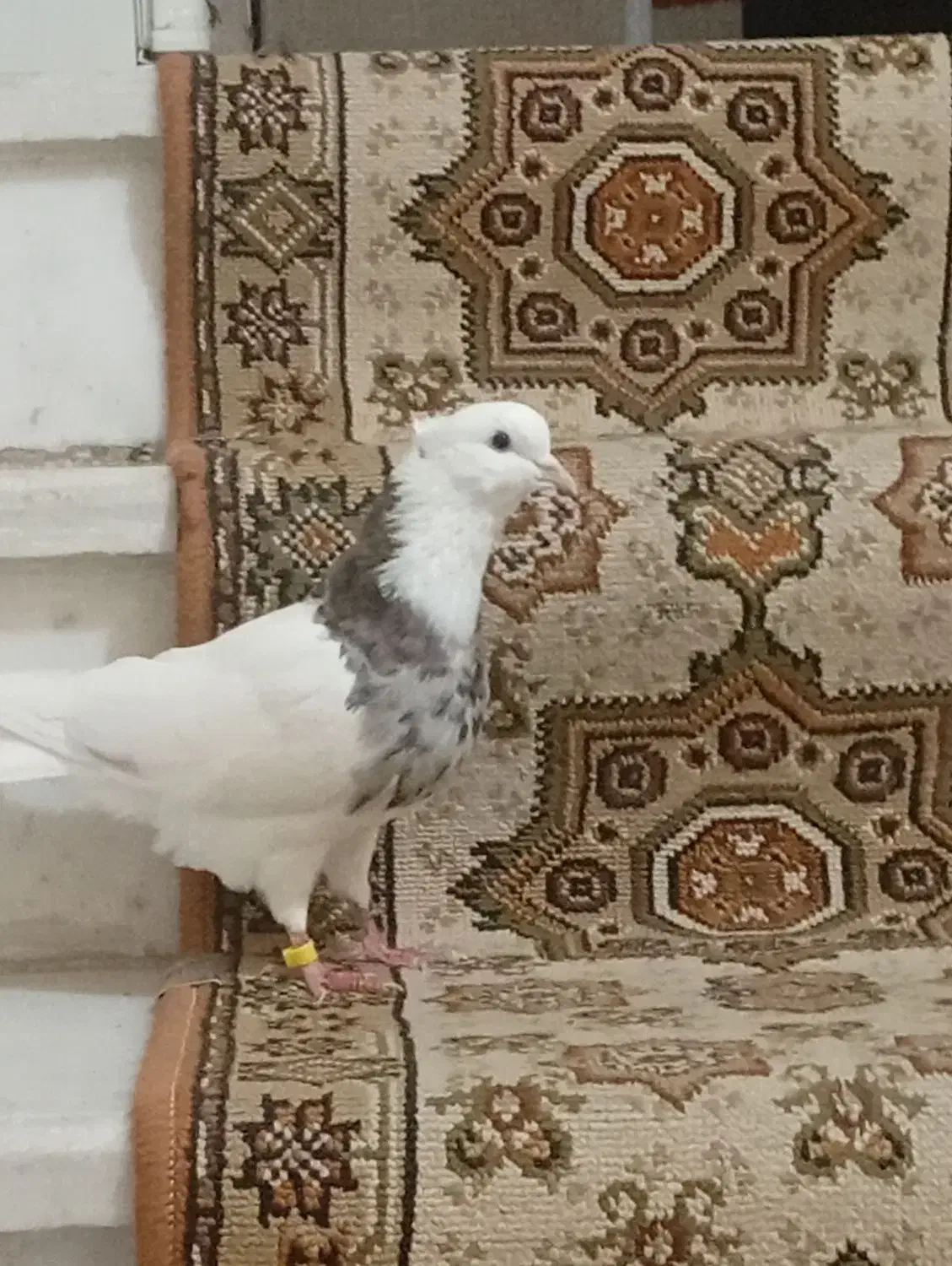 گمشده|حیوانات|بازرگان, |دیوار