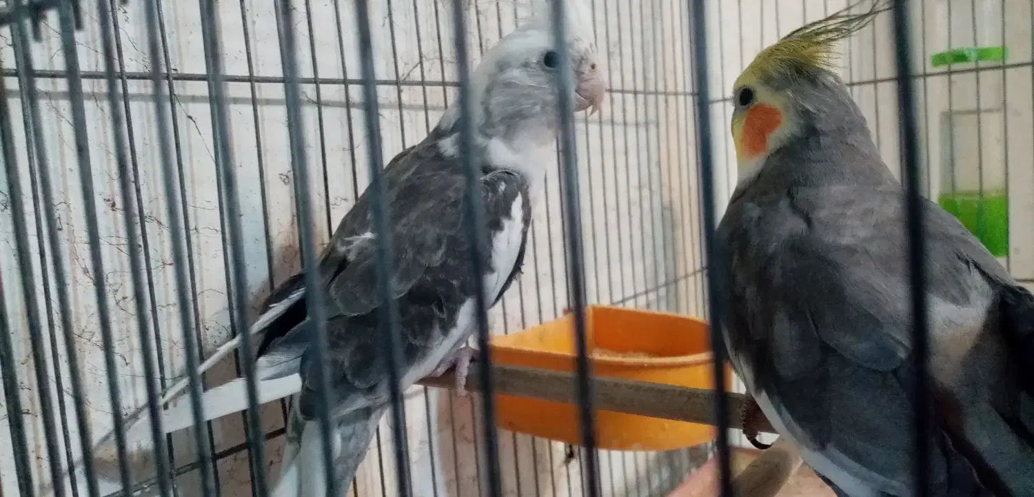 عروس هلندی نر وماده|پرنده|شیراز, گلکوب|دیوار