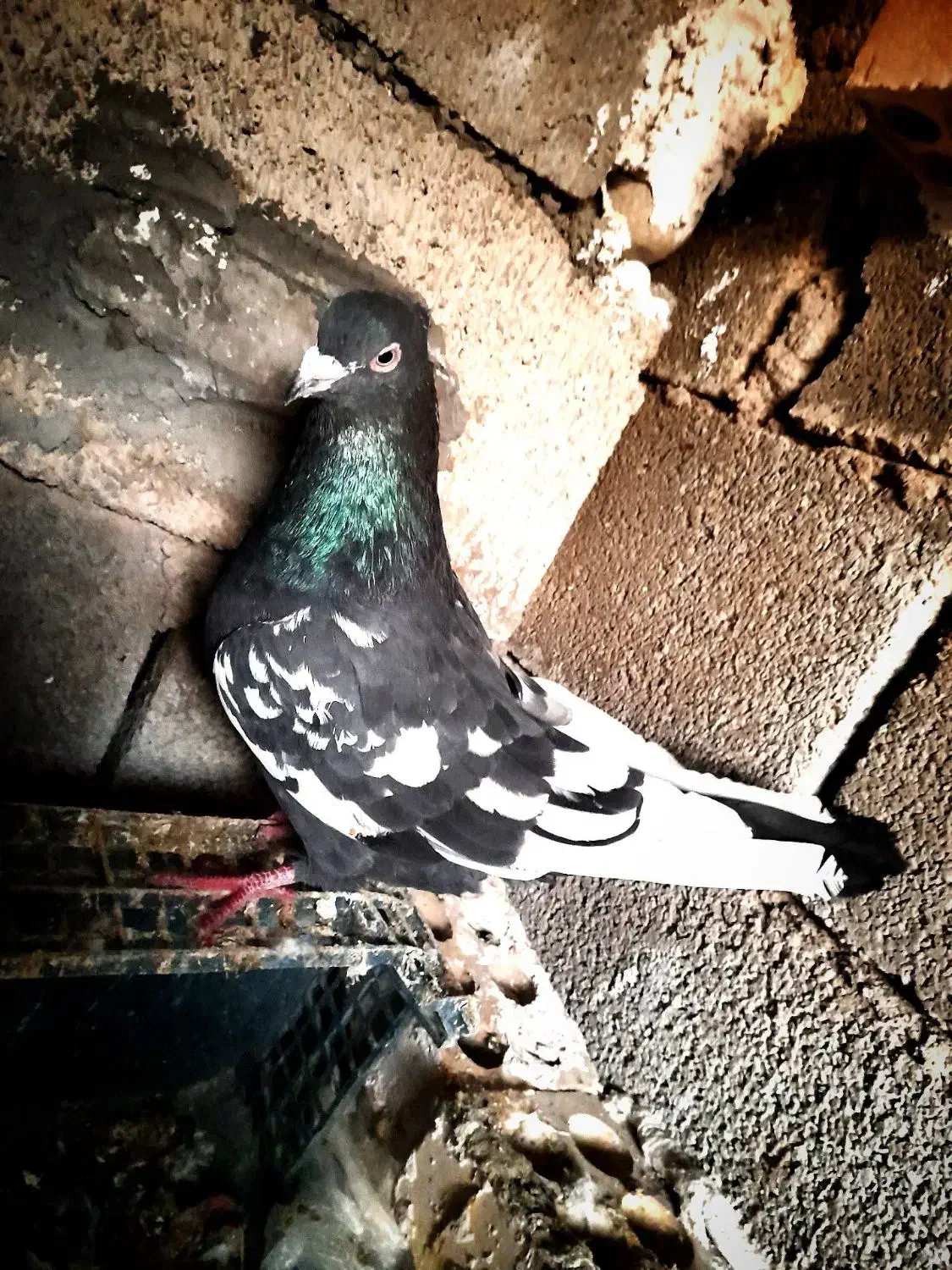 جفت سینه‌ ای|پرنده|مسجد سلیمان, |دیوار