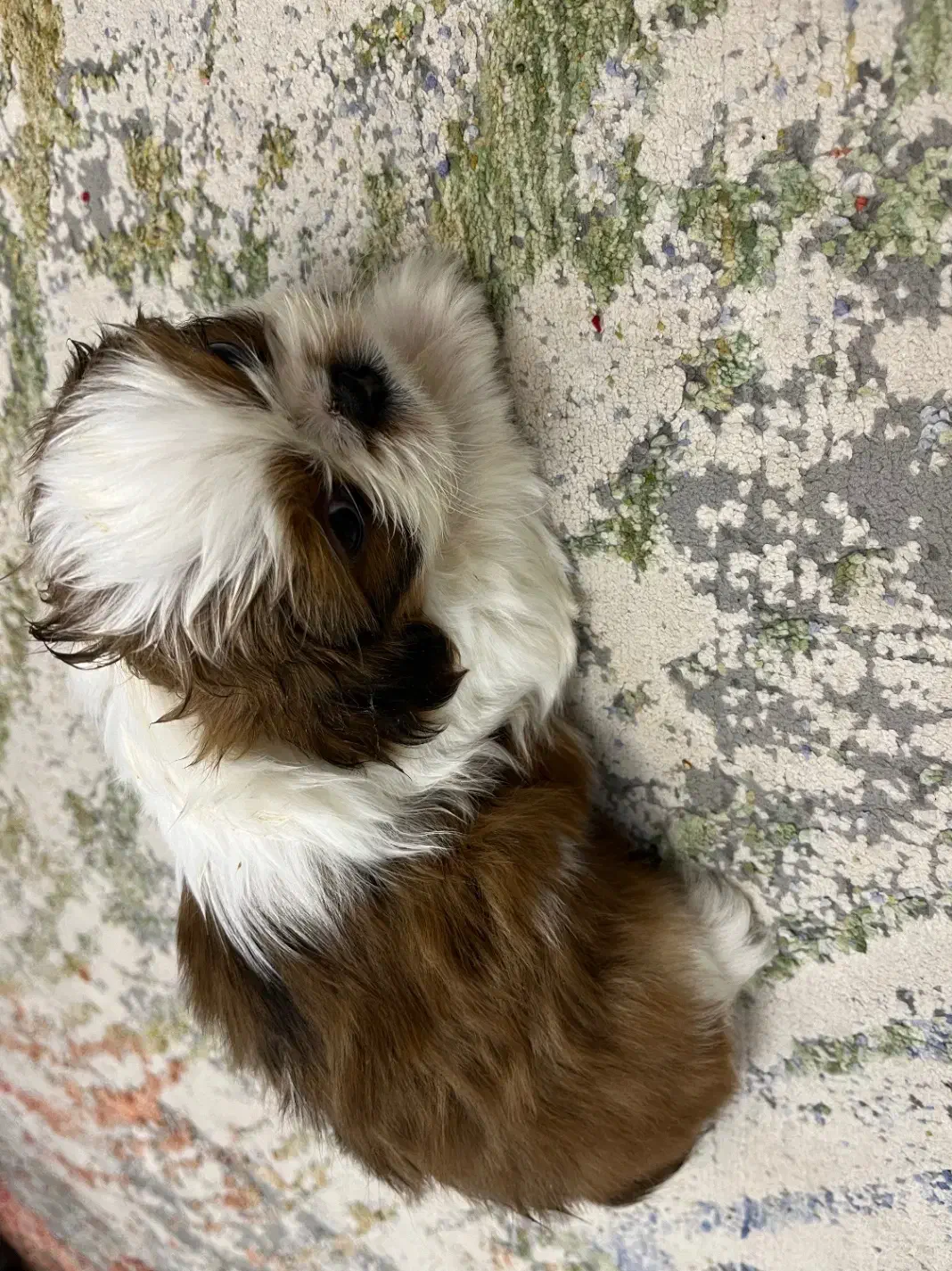 شیتزو سوپر فلت اصل|سگ|اصفهان, ارغوانیه|دیوار