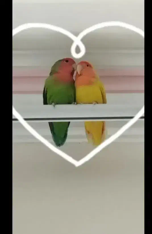 جفت طوطی برزیلی رو تخم|پرنده|باغستان, |دیوار