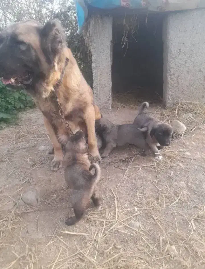 سگ سرابی اصیل درجه یک|سگ|رباطکریم, رباطکریم|دیوار