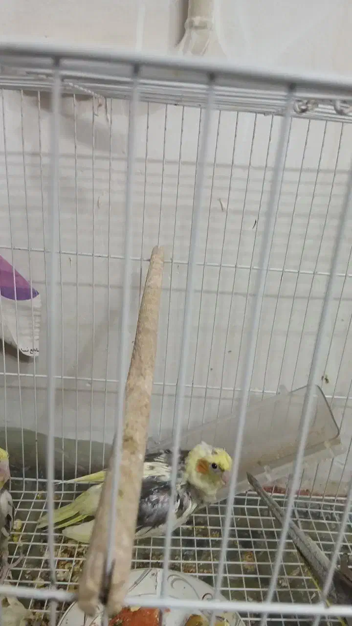 عروس هلندی|پرنده|مشهد, ایثار|دیوار