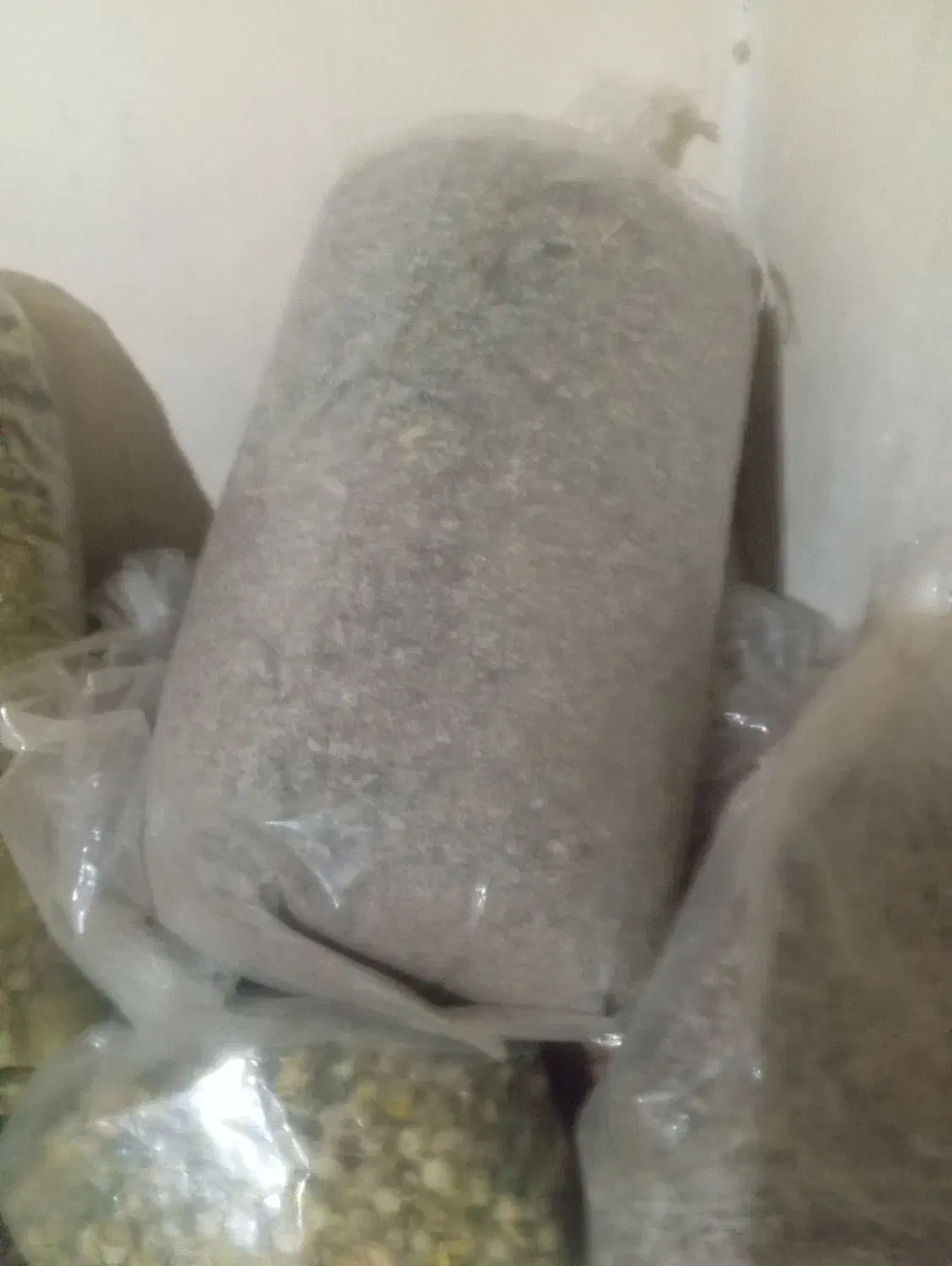 گل ختمی|گل و گیاه طبیعی|پاکدشت, شهرک انقلاب|دیوار