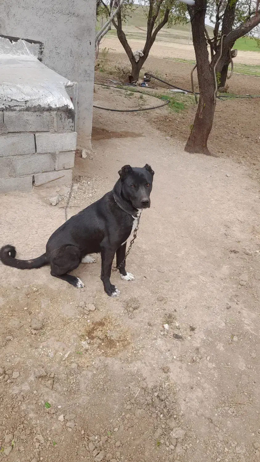 واگذاری سگ نگهبانی|سگ|زنجان, |دیوار