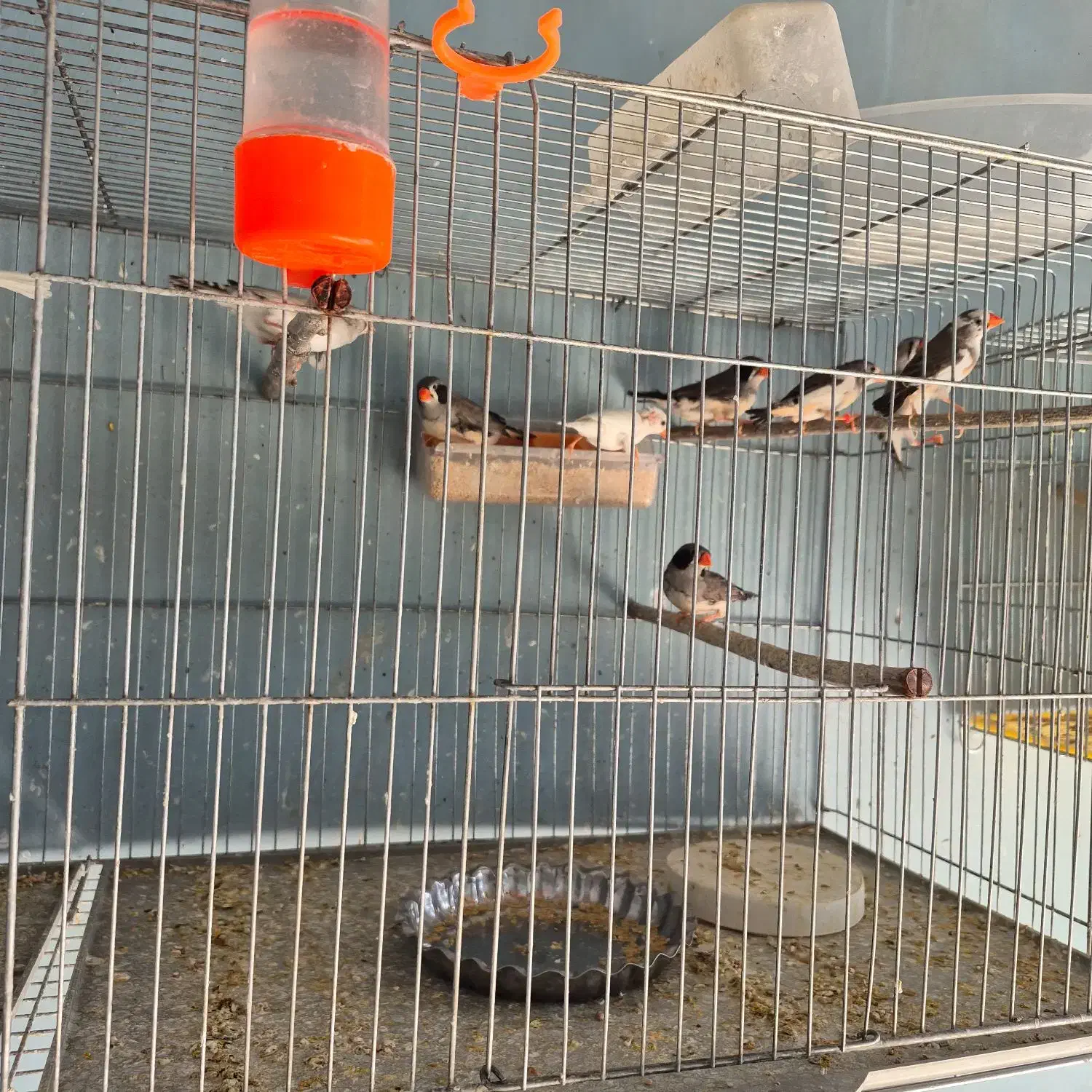 فنچ|پرنده|مرودشت, استادیوم‎|دیوار