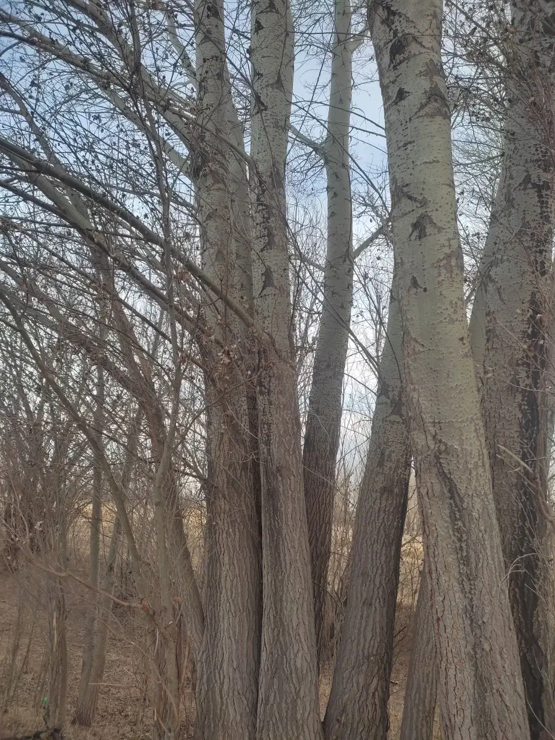 خرید قلمه سوید میوه|خدمات باغبانی و درختکاری|سراب, |دیوار