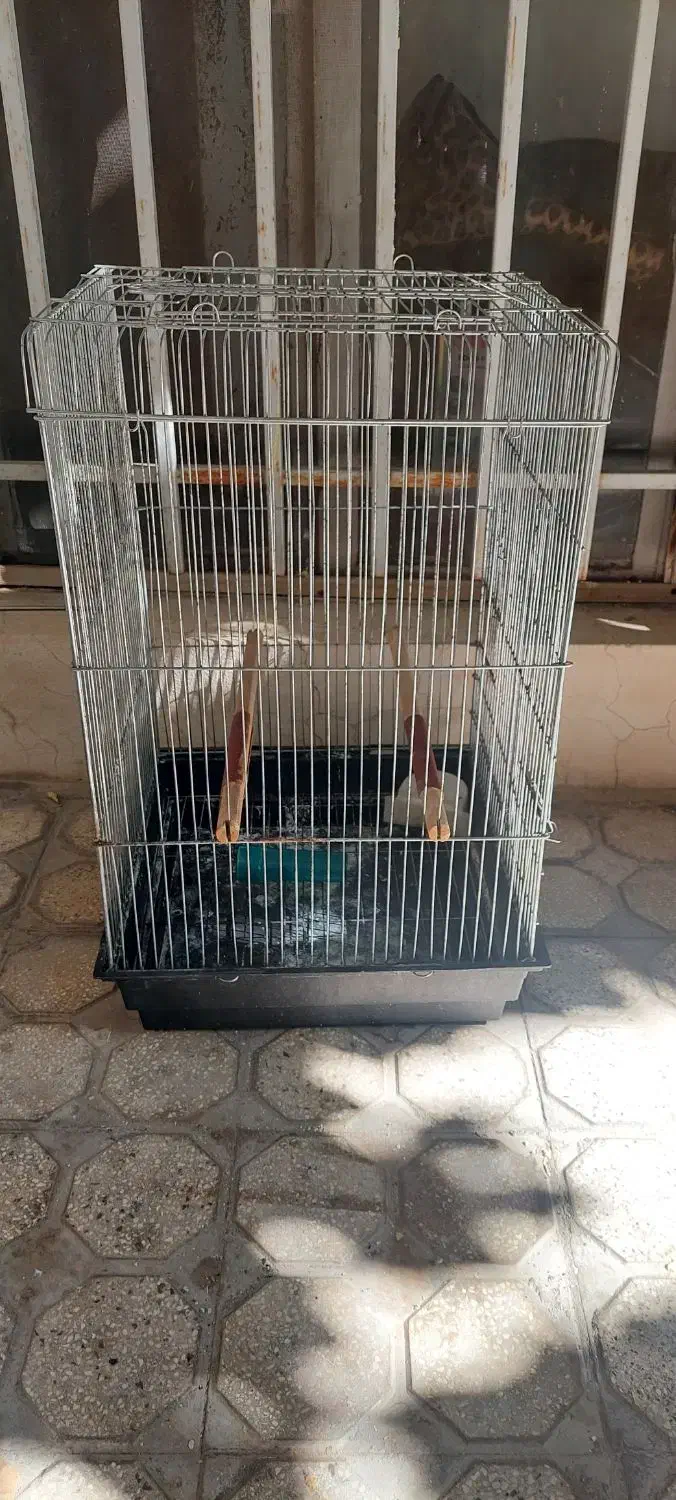 قفس طوطی و مرغ مینا|لوازم جانبی حیوانات|شیراز, محراب|دیوار