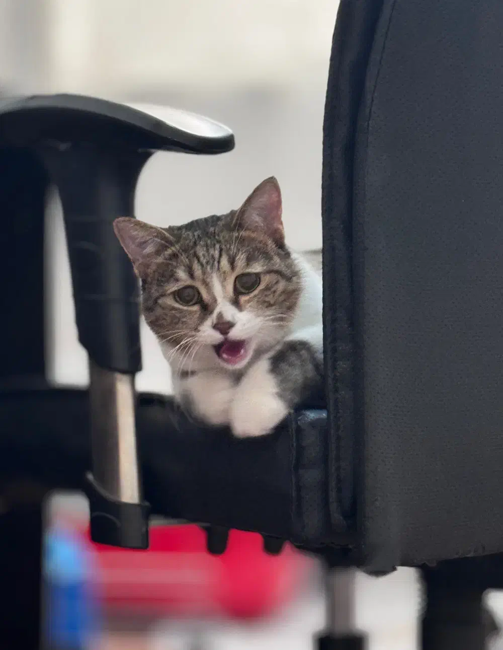 واگذاری گربه رایگان|گربه|شیراز, حافظیه|دیوار