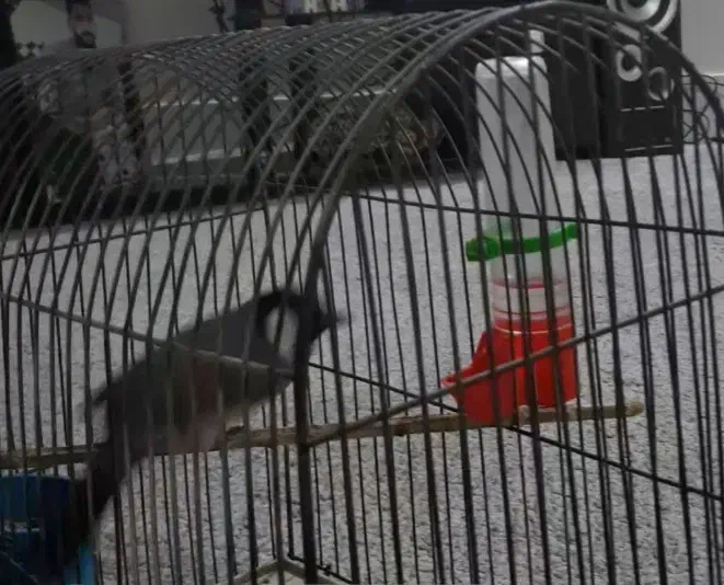 پرنده گمشده|حیوانات|دلیجان, |دیوار