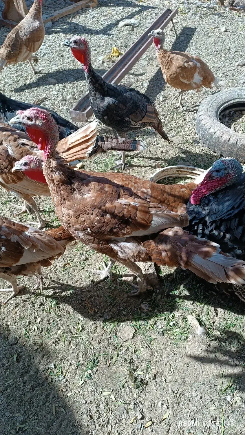 تعدادی بوقلمون بوربون و برنز|حیوانات مزرعه|بوکان, |دیوار