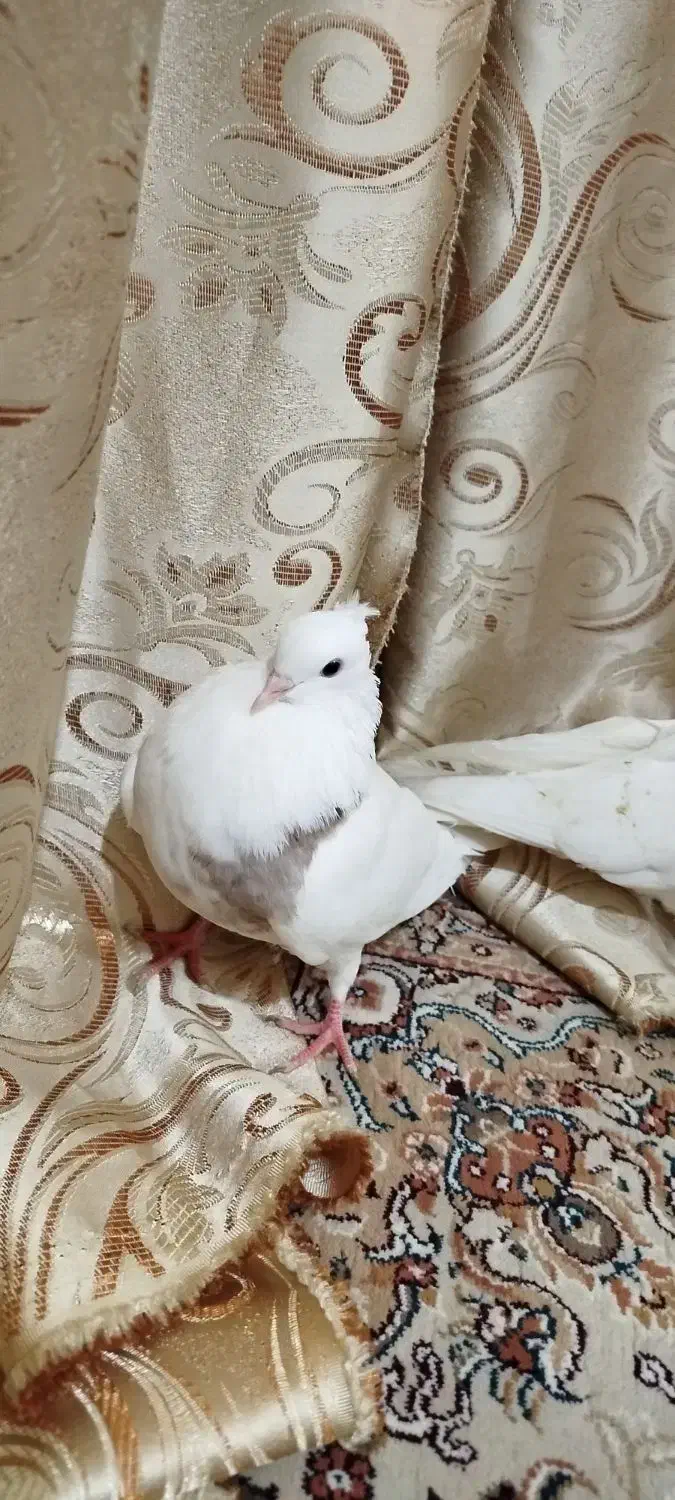 کبوتر|پرنده|سوسنگرد, |دیوار