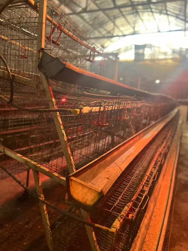 قفس منبری مرغ تخمگذار|لوازم جانبی حیوانات|ری, فیروزآباد|دیوار