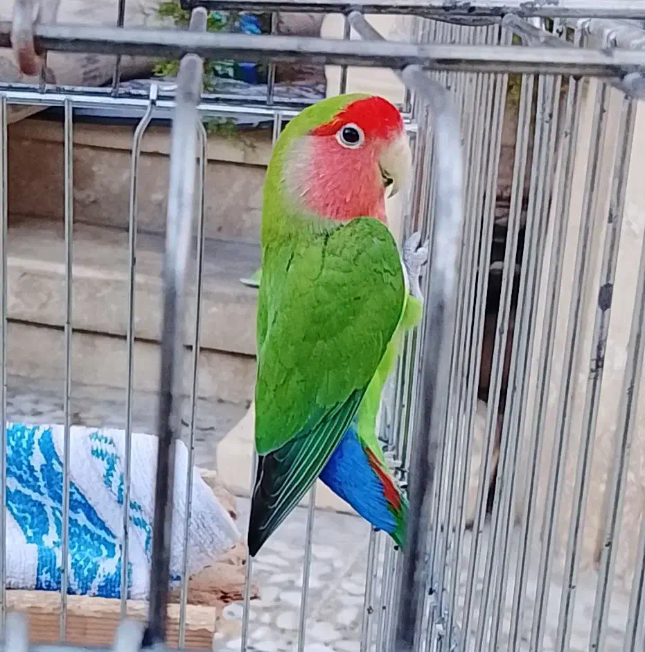 فروش یک عدد طوطی برزیلی|پرنده|آمل, |دیوار