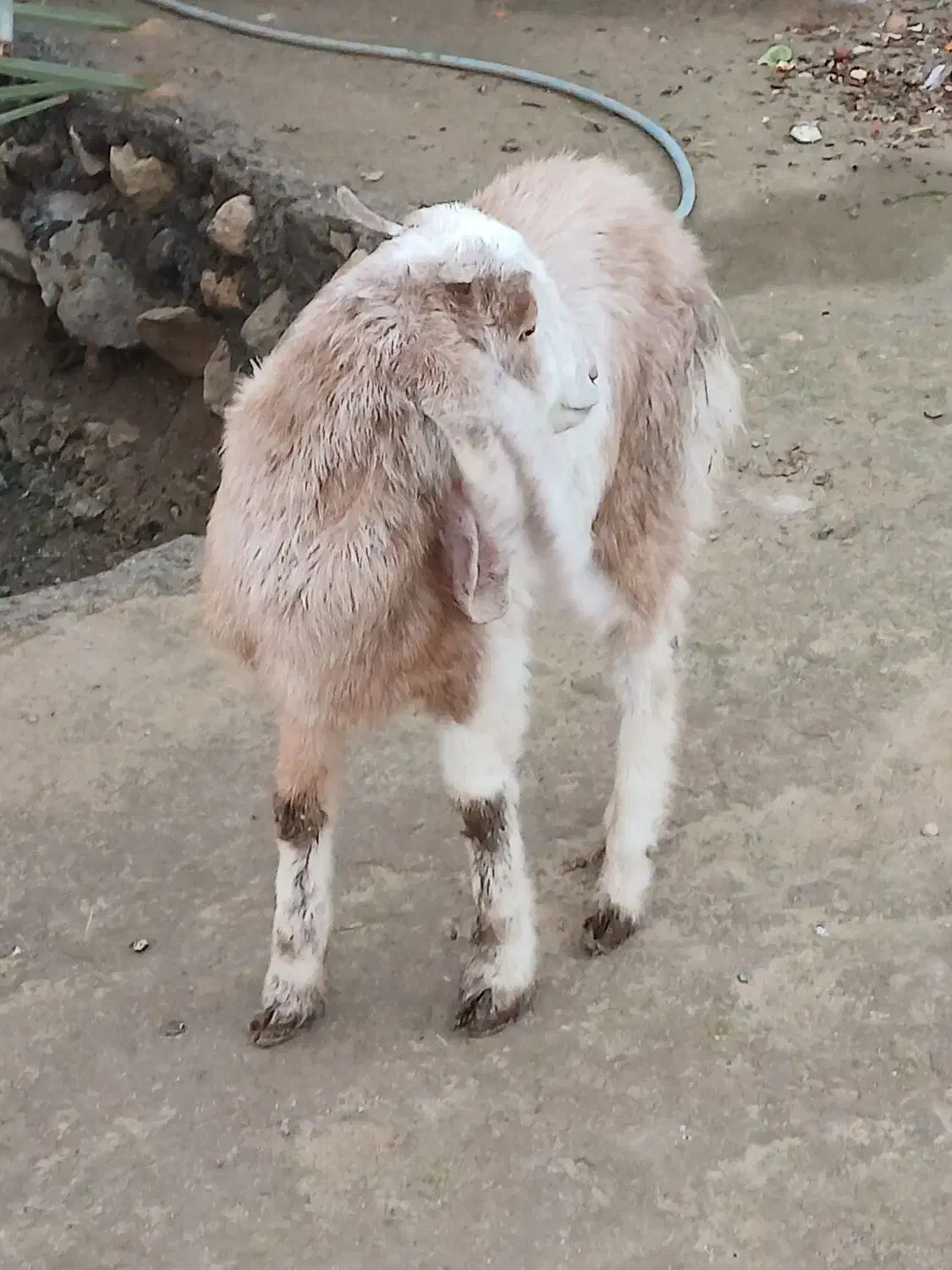 بزز|حیوانات مزرعه|اهرم, |دیوار