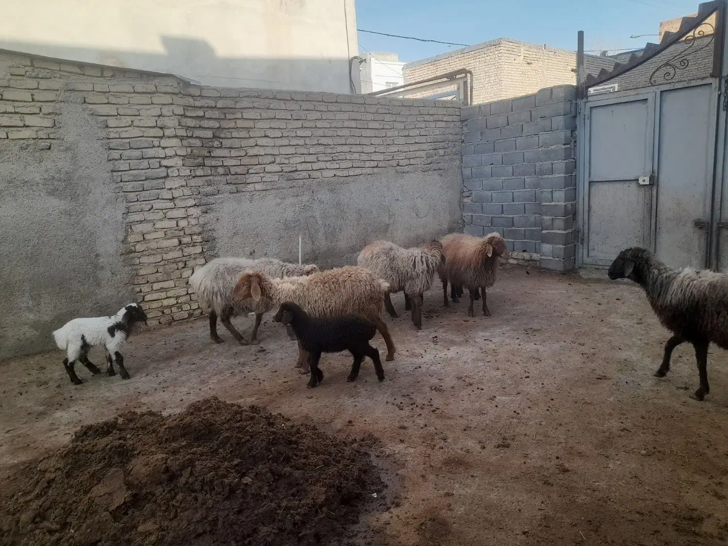 ۶ عدد میش|حیوانات مزرعه|شیروان (خراسان), |دیوار