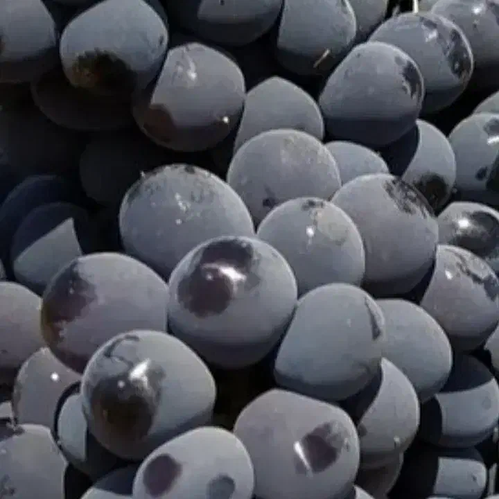 کشمش افتابی میوه مجلسی انگور شانی دیم انگور شرابی|خوردنی و آشامیدنی|تهران, میدان میوه و ترهبار مرکزی|دیوار