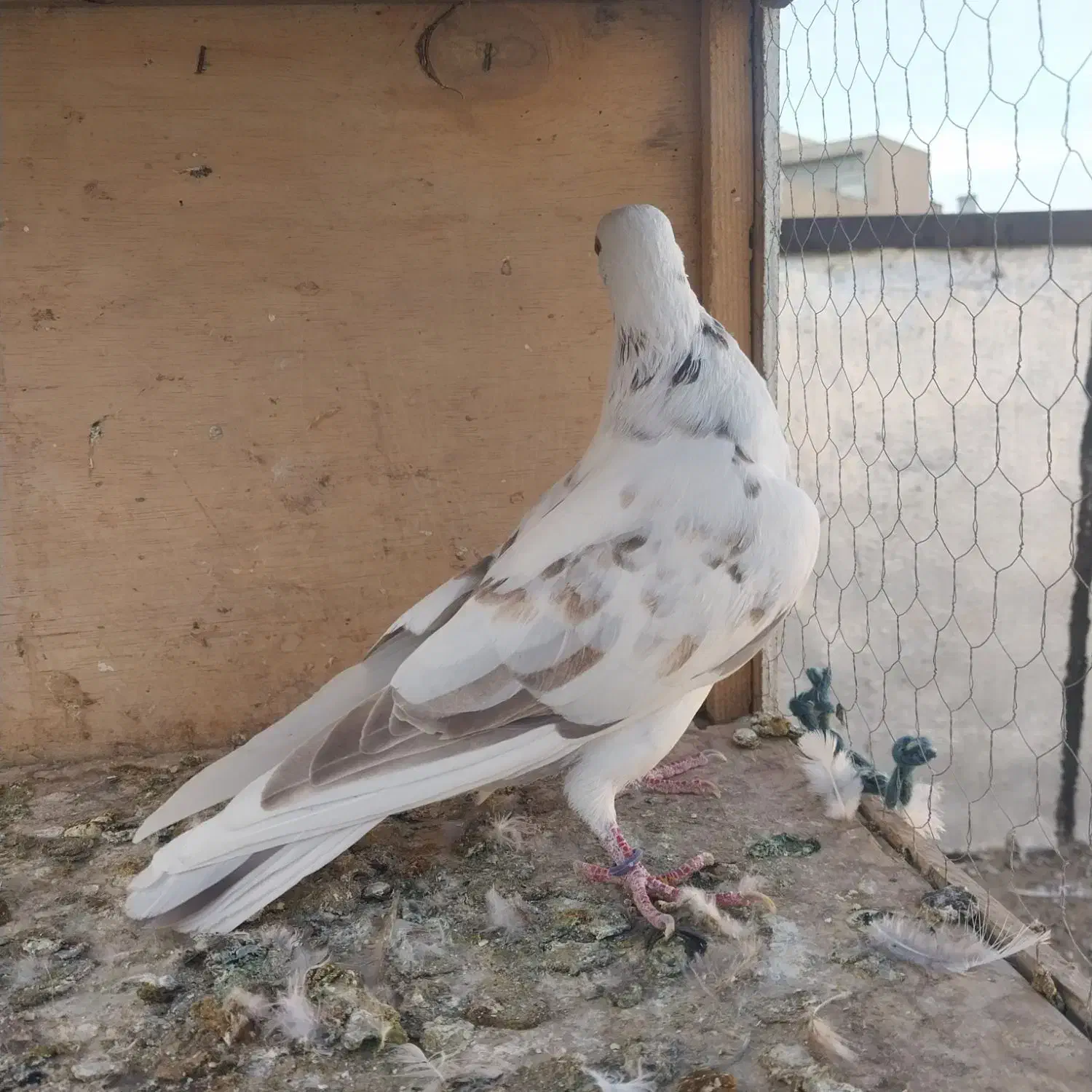 کبوتر غریبگیری ماده|پرنده|کرج, گوهردشت|دیوار