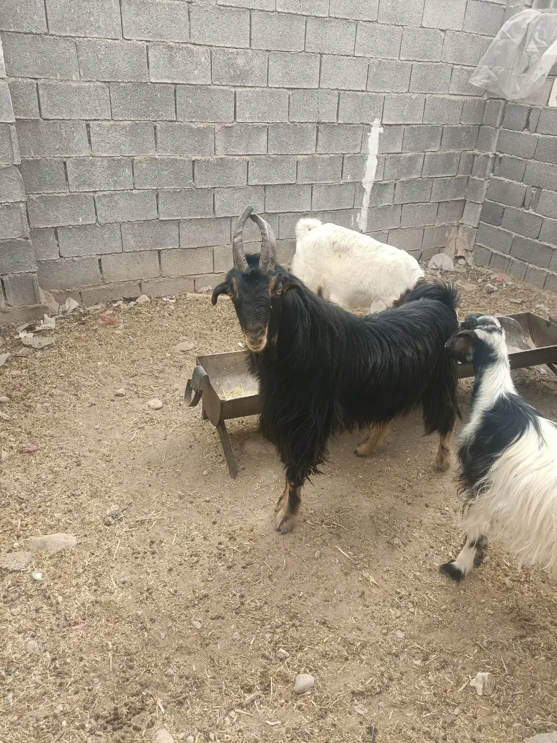 چبش بذری|حیوانات مزرعه|سیمکان, |دیوار