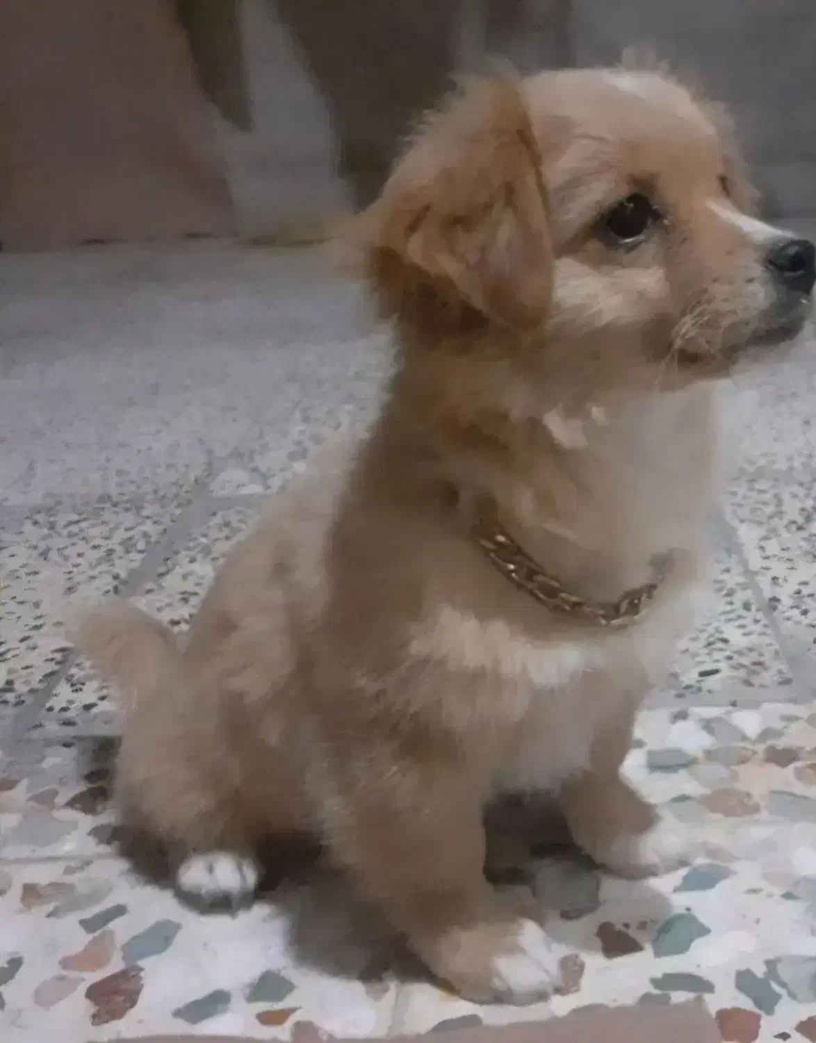 توله پاکوتاه کاملا خانگی و بدون سرصدا|سگ|کرمانشاه, |دیوار