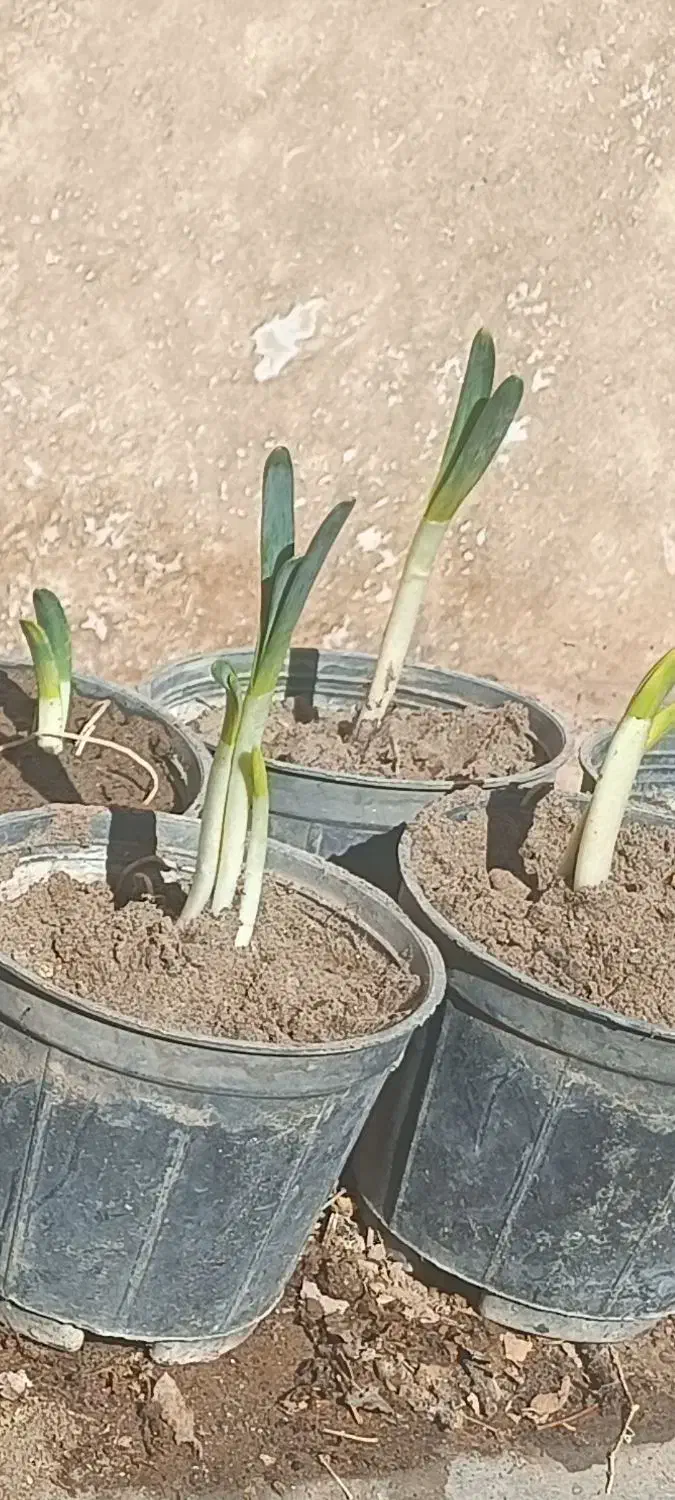 گلدان گل نرگس|گل و گیاه طبیعی|نطنز, |دیوار