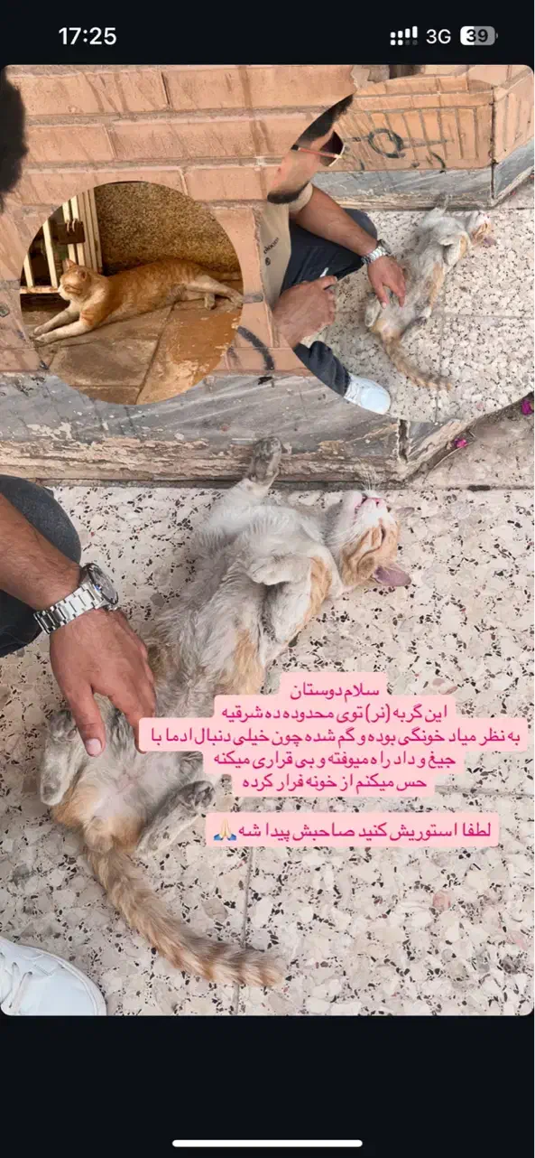 گربه واگذاری|گربه|اهواز, کیانپارس |دیوار