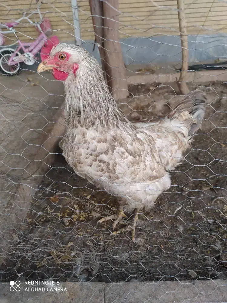 مرغ و خرگوش|حیوانات مزرعه|شاهین‌شهر, شهرک گلدیس|دیوار