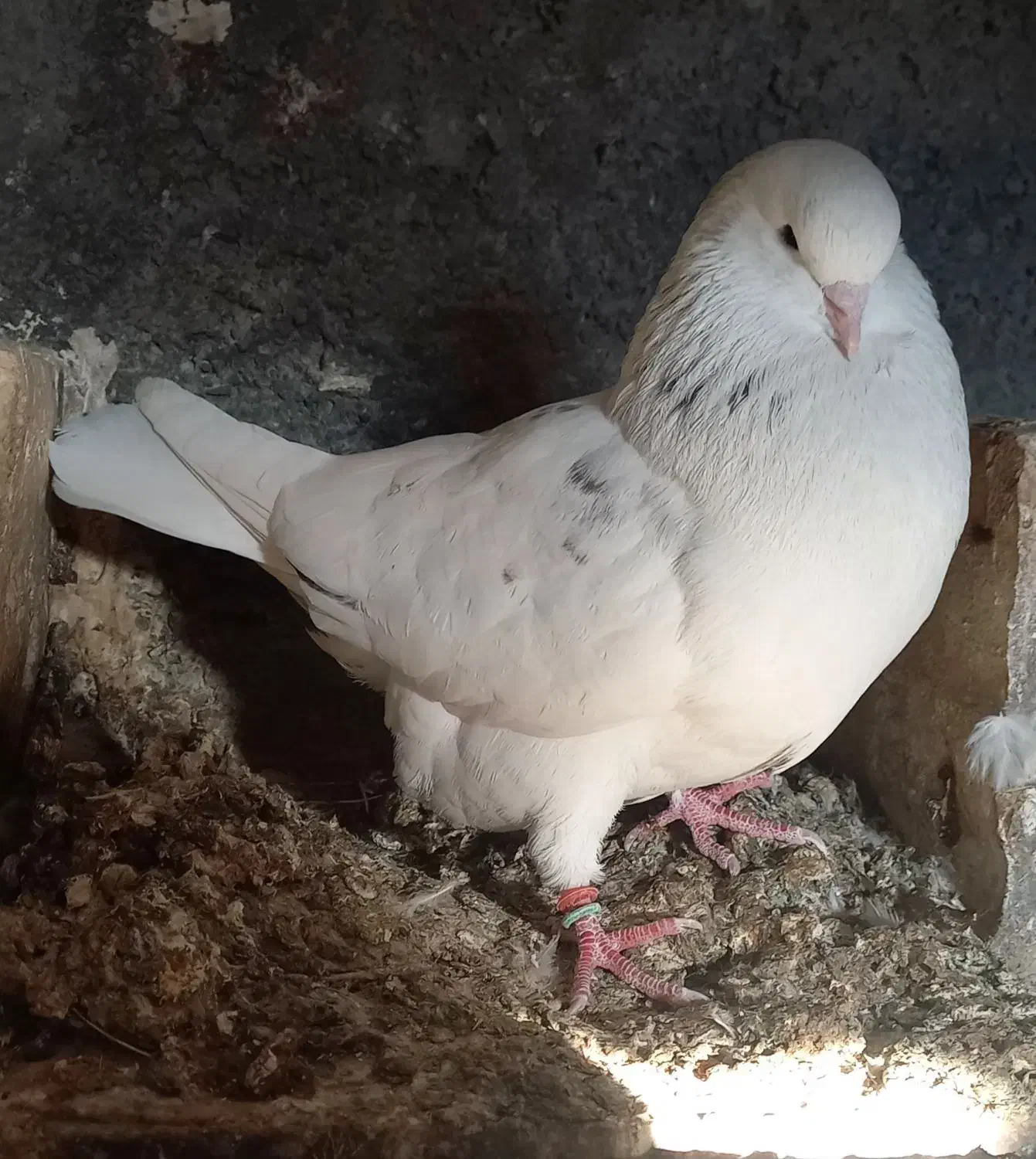 کبوتر پرشی|پرنده|آزادشهر, |دیوار