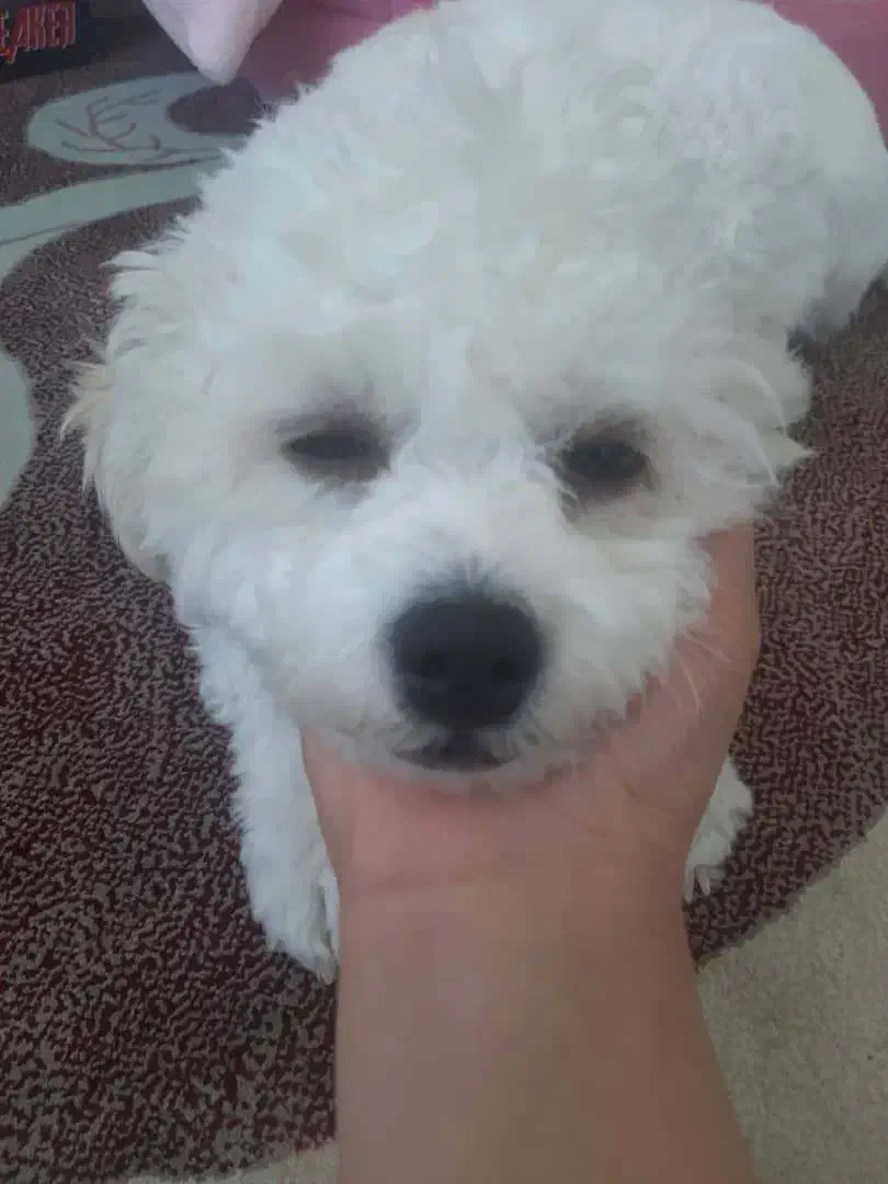 گمشدن سگ خانگی|حیوانات|شیراز, شهرک مهدی‌آباد|دیوار