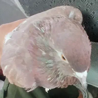 کفتر|پرنده|اشترینان, |دیوار