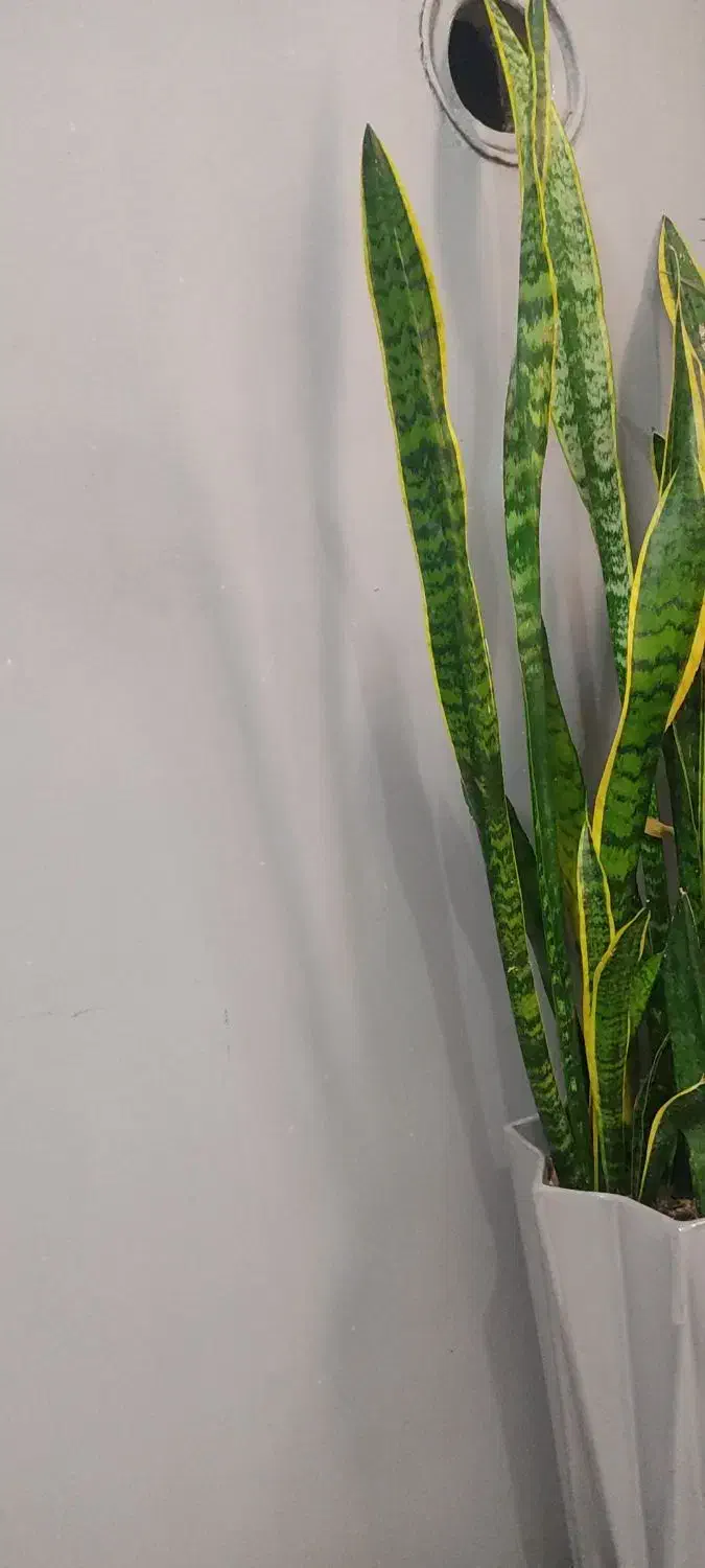 مغازه حاشیه فکوری بغل دارایی|اجارهٔ مغازه و غرفه|مشهد, نیروی هوایی|دیوار