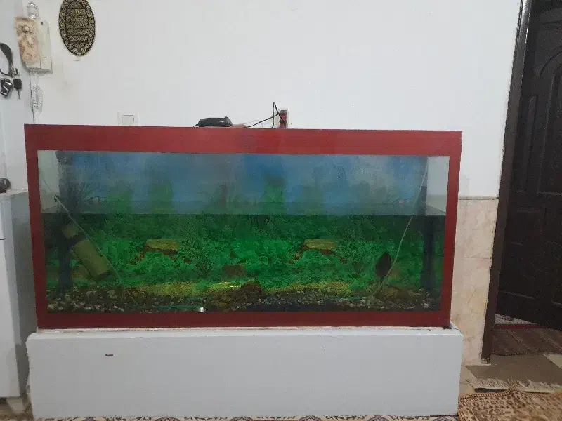 آکواریوم|ماهی|رفسنجان, |دیوار
