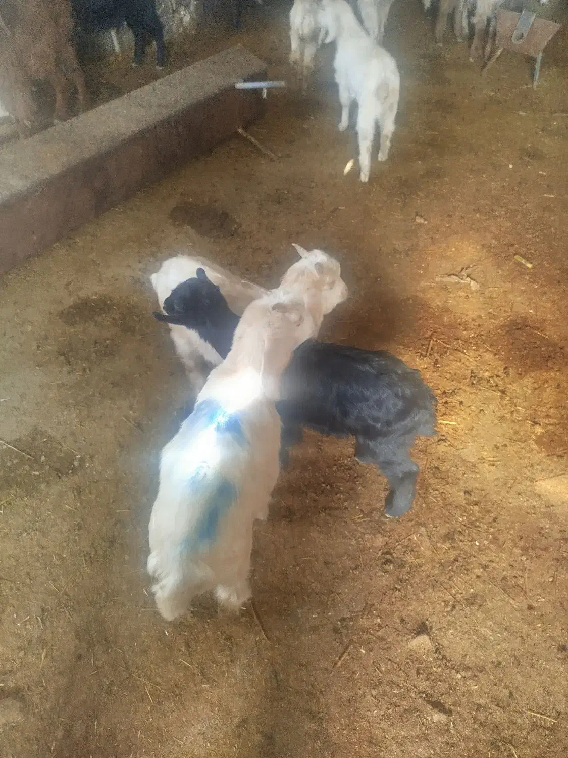 بز داشتی|حیوانات مزرعه|چیتاب, |دیوار