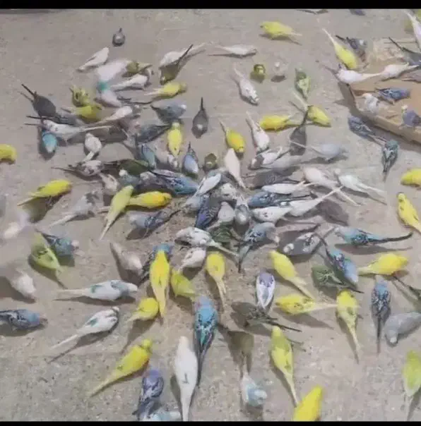 مرغ عشق فنچ عروس قناری فنچ نرگس جاوا گرینچیک|پرنده|اردبیل, |دیوار