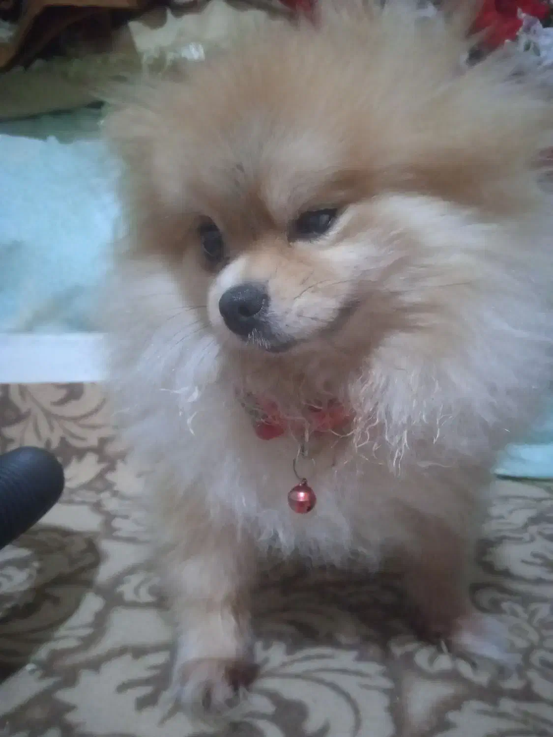 پامرین عروسکی بسیار زیبا|سگ|رشت, کوی حسینی|دیوار