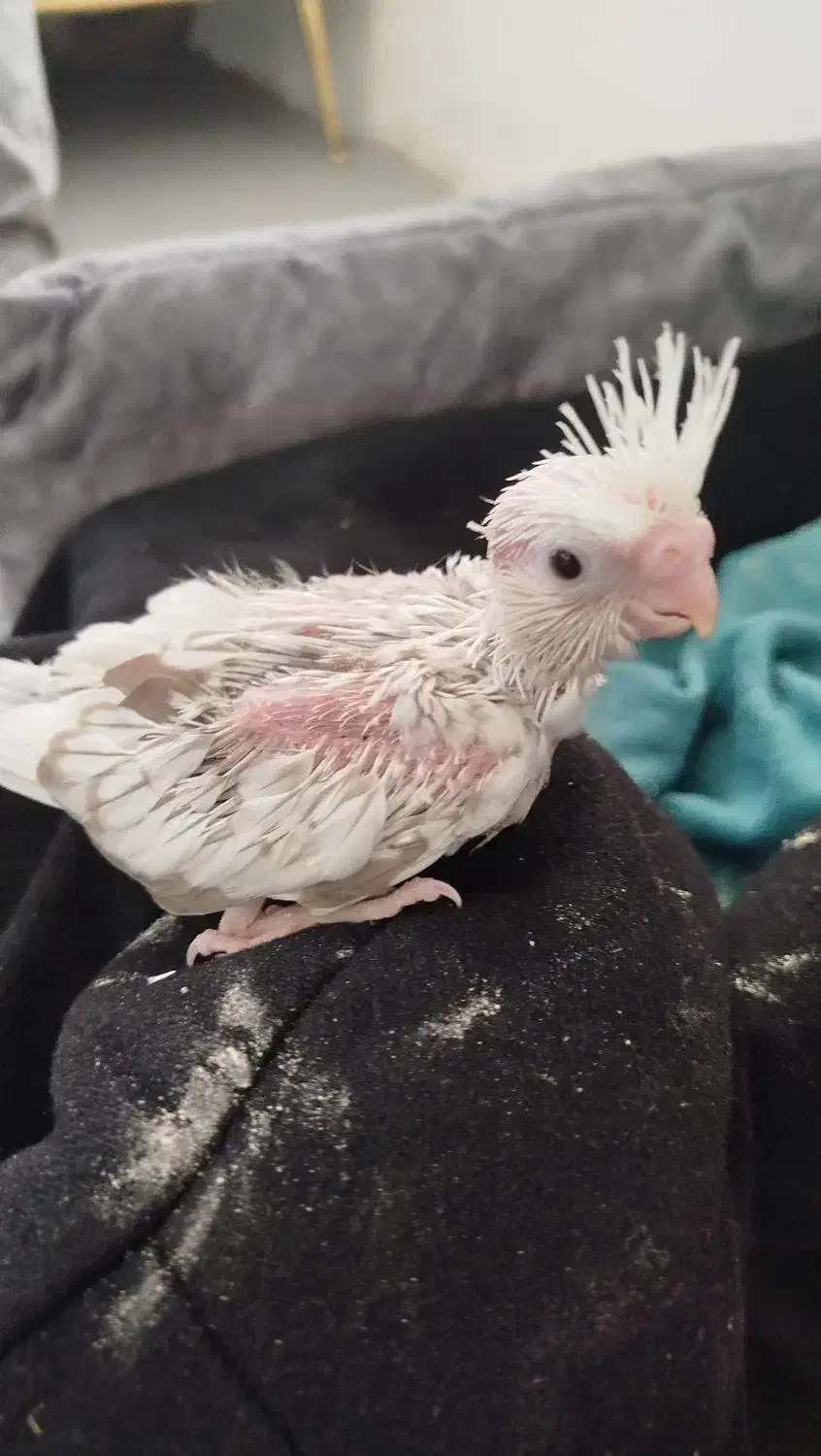 طوطی عروس هلندی|پرنده|اشنویه, |دیوار